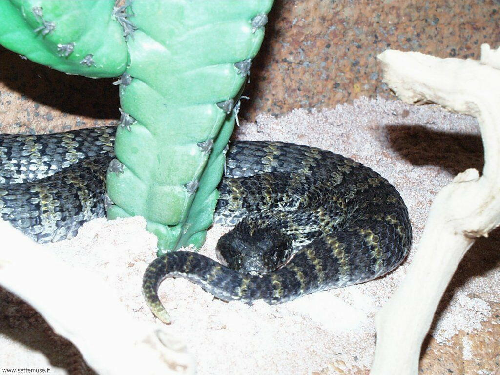 serpenti 19