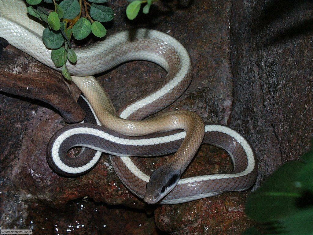 serpenti 21