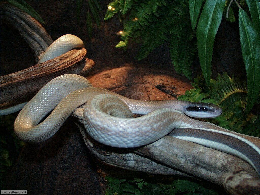 serpenti 24
