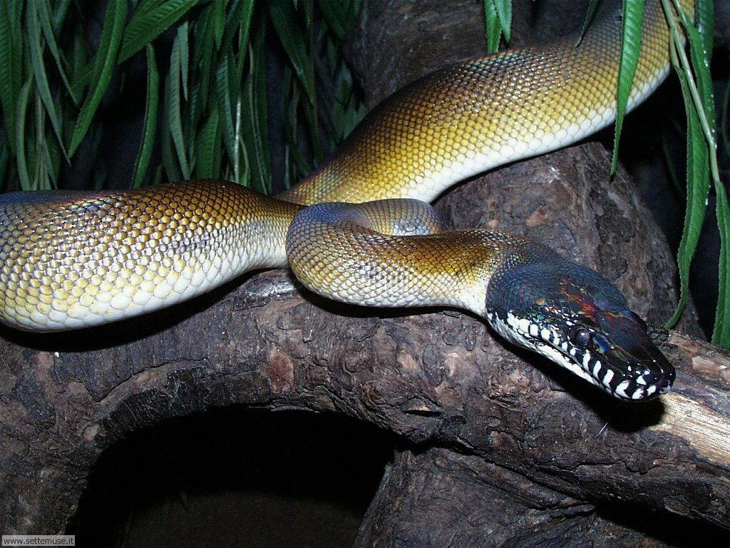 serpenti 26