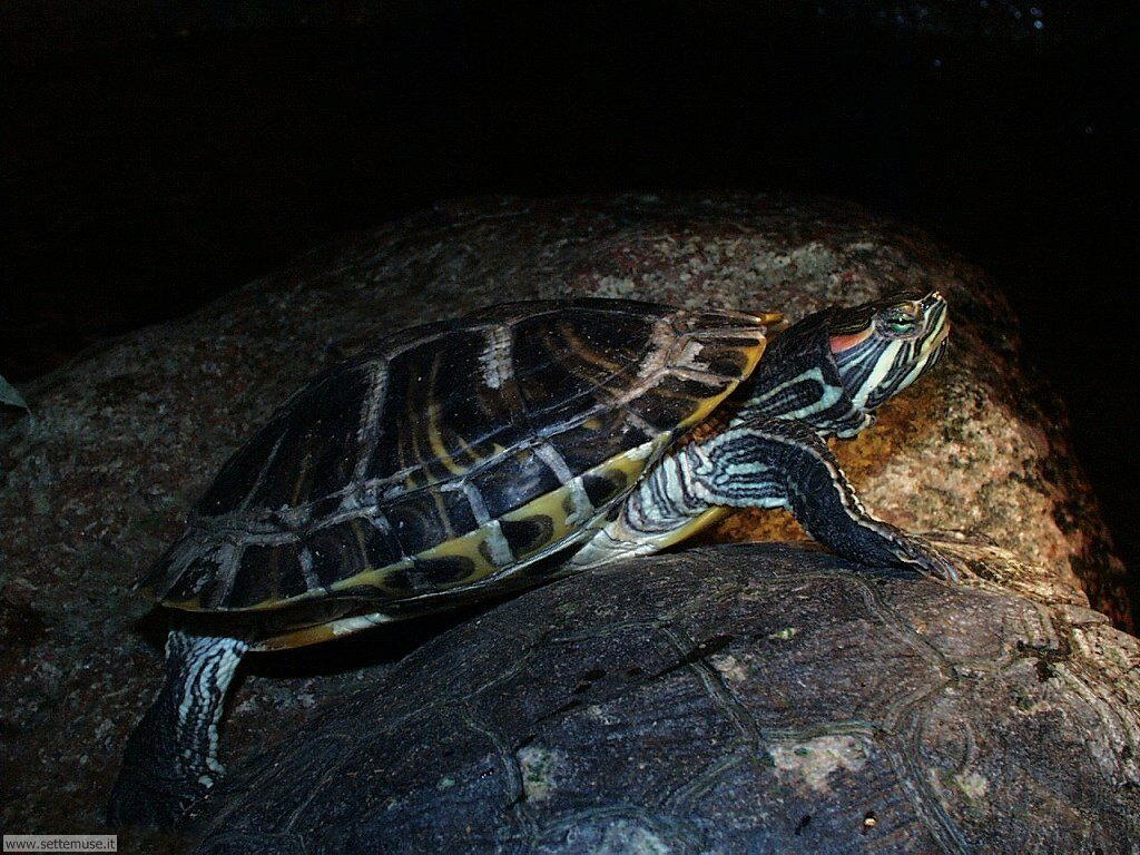 tartarughe 10