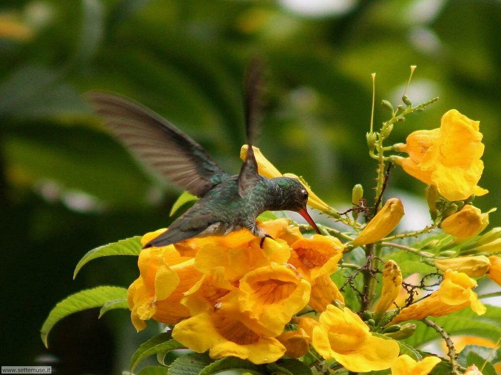 colibri 10