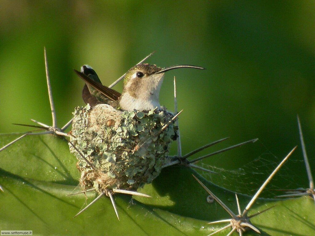 colibri 12