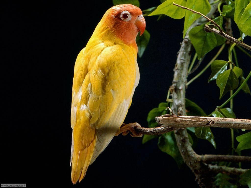 pappagalli 7