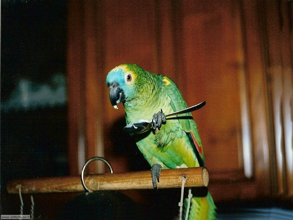 pappagalli 8