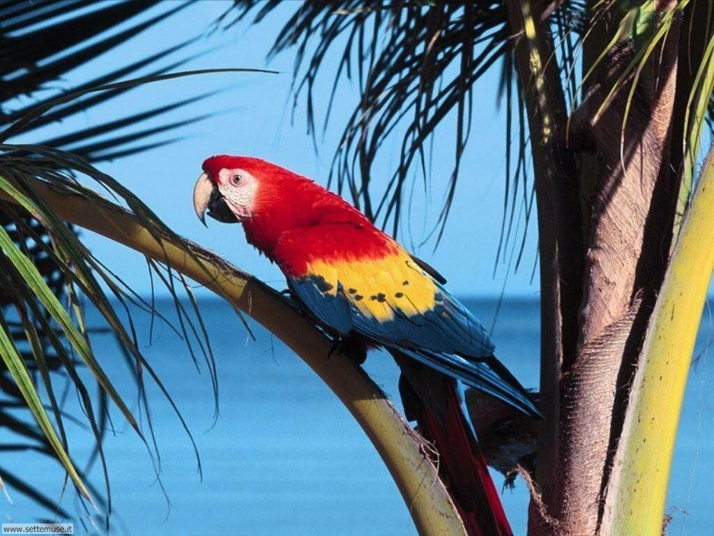 pappagalli 20
