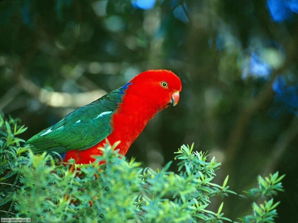pappagalli 29