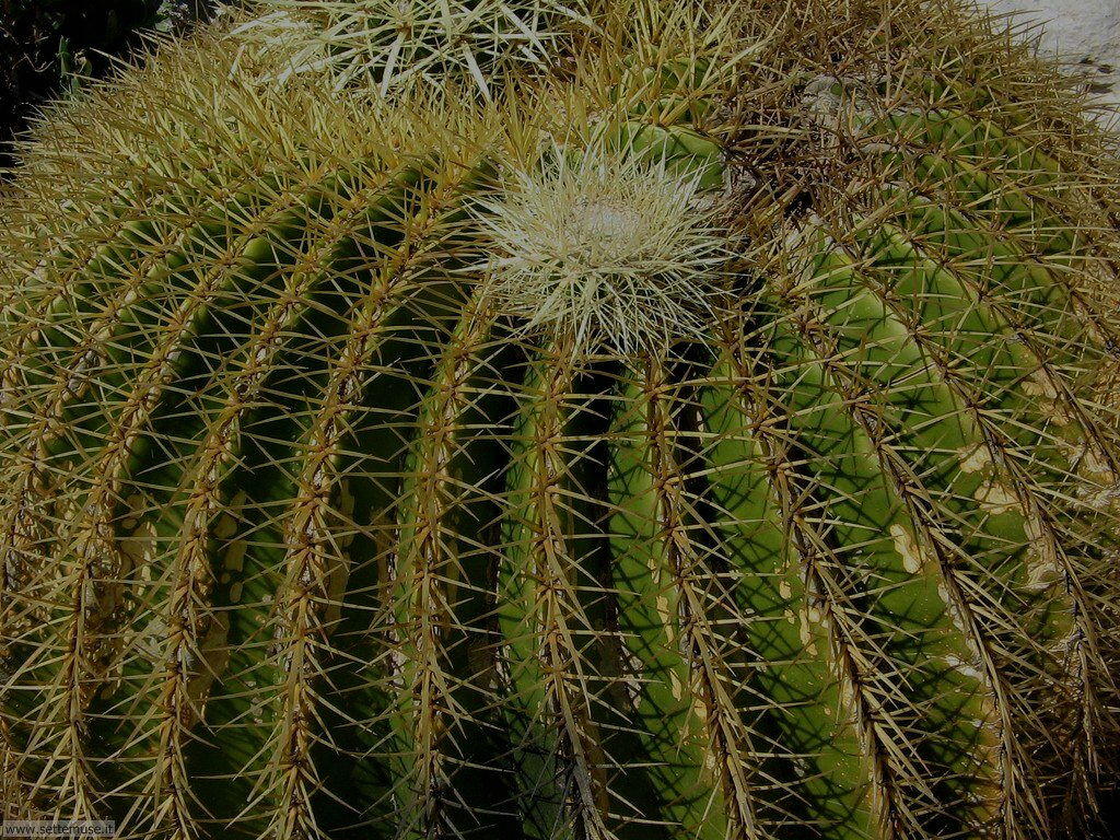 cactus 1