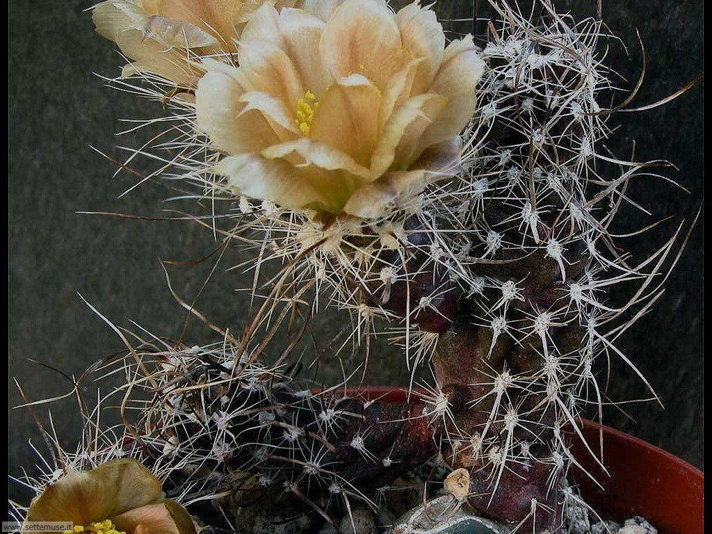 cactus 4