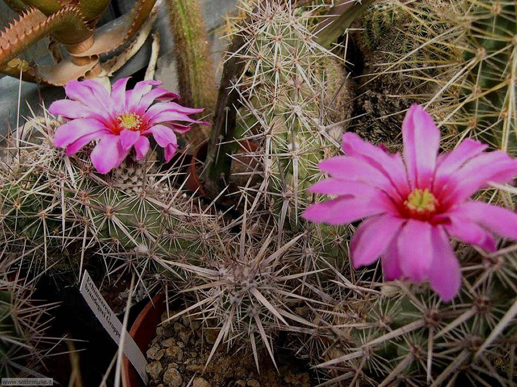 foto di cactus e succulente per sfondi