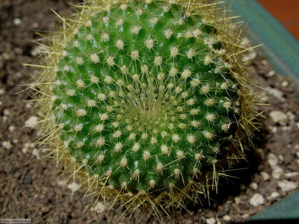 cactus 10