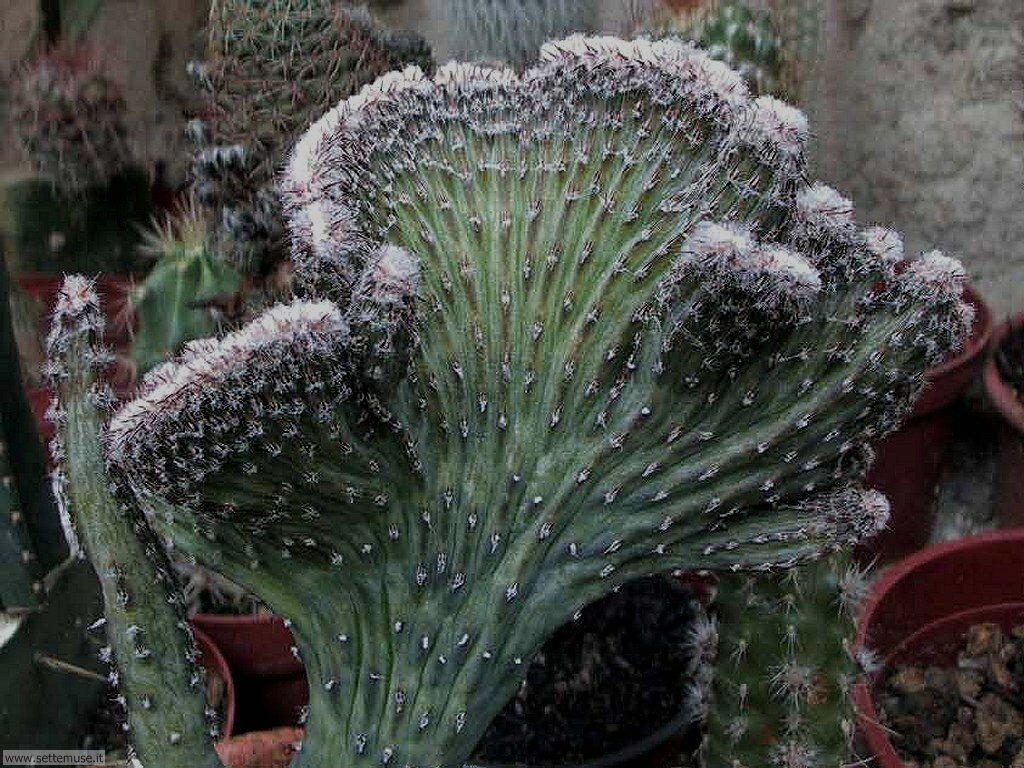 cactus 021