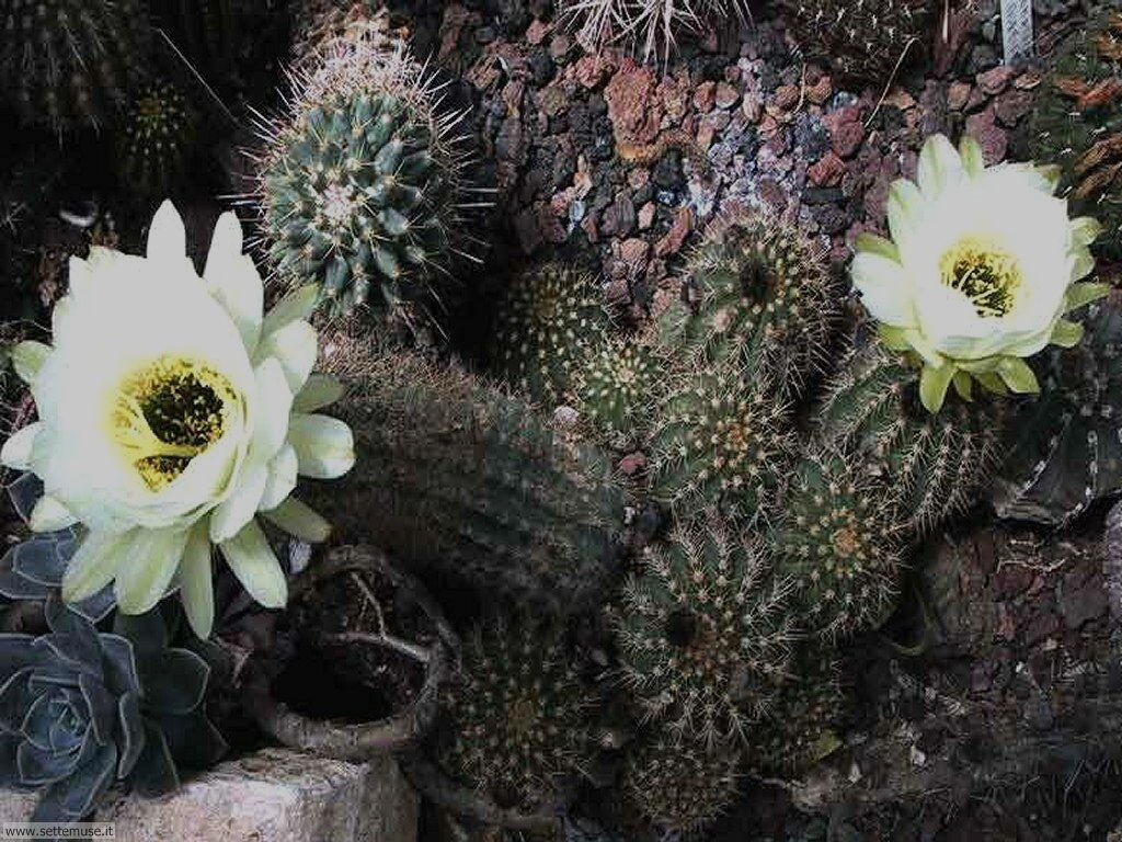 cactus 022