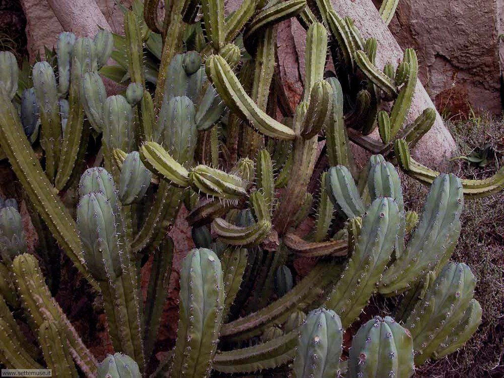 cactus 024