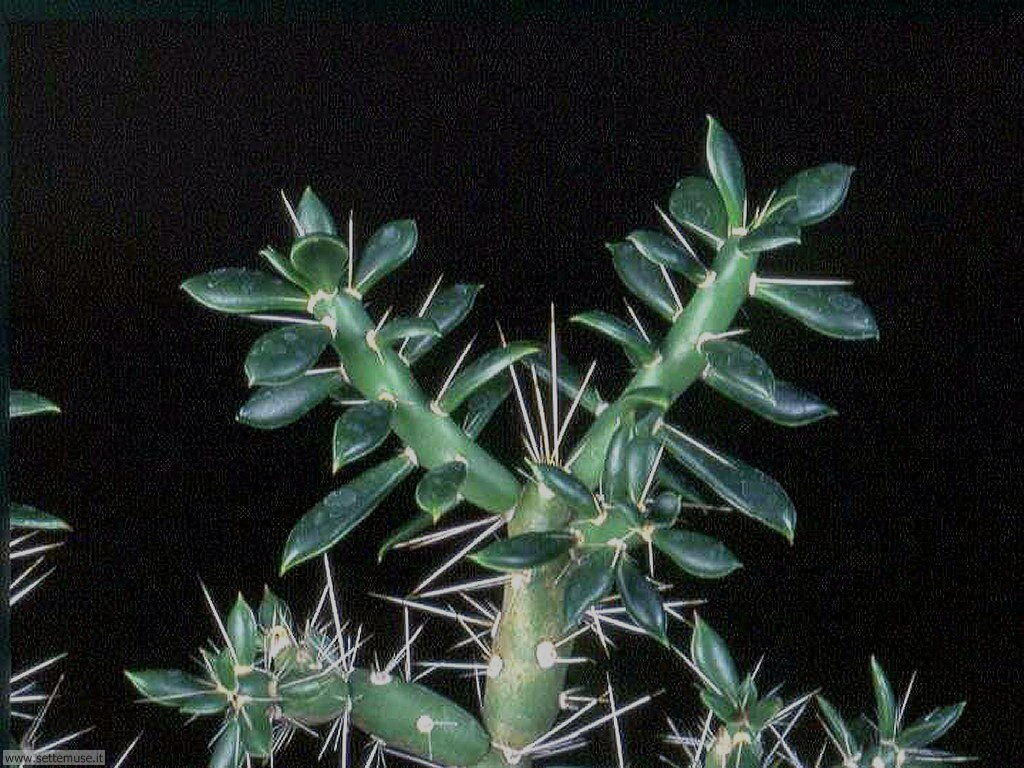 cactus 028