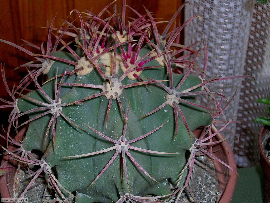 cactus 034