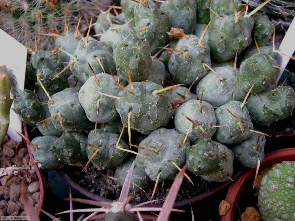 cactus 037