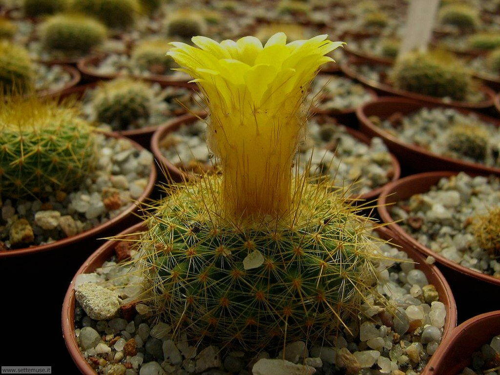 cactus 038