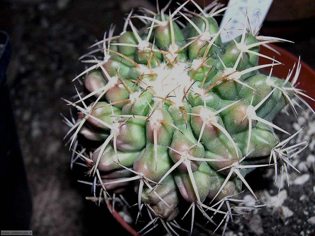 cactus 040