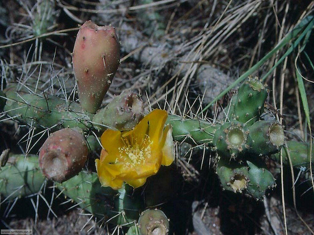 cactus 041
