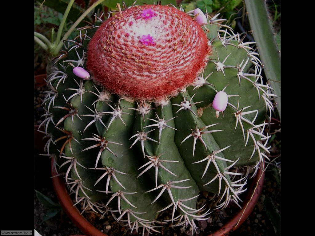 cactus 045