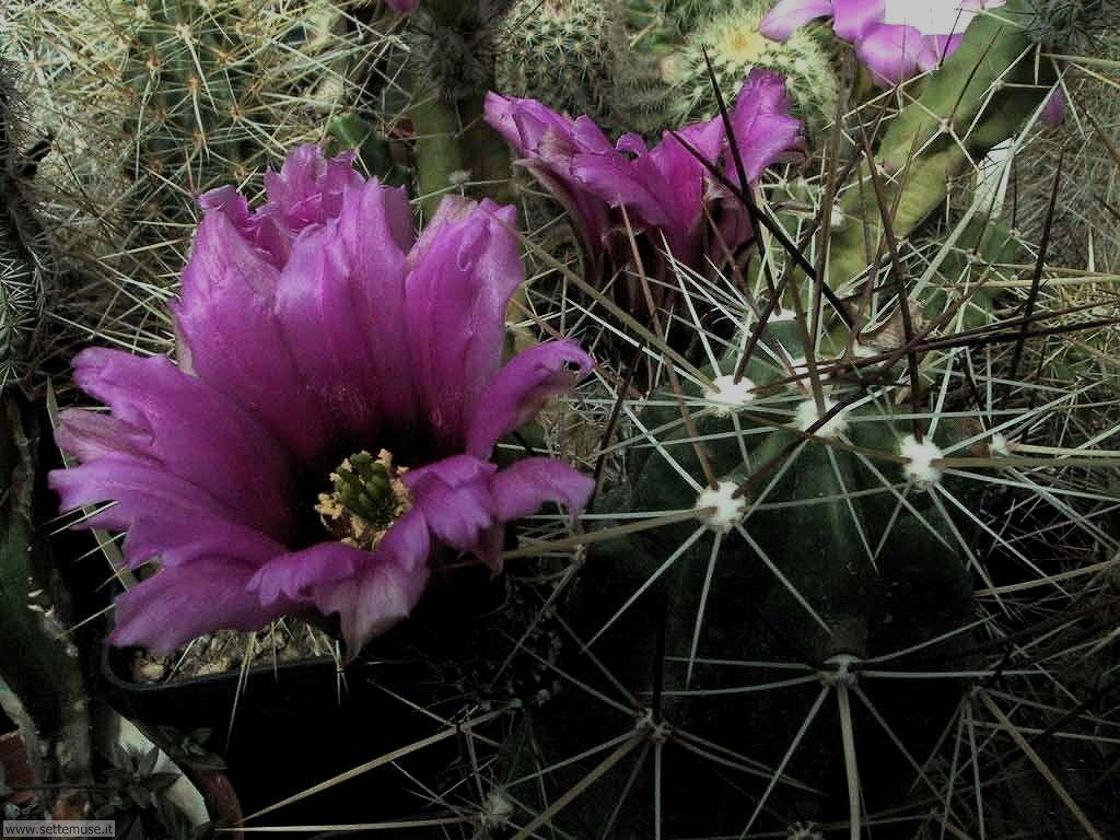 cactus 050