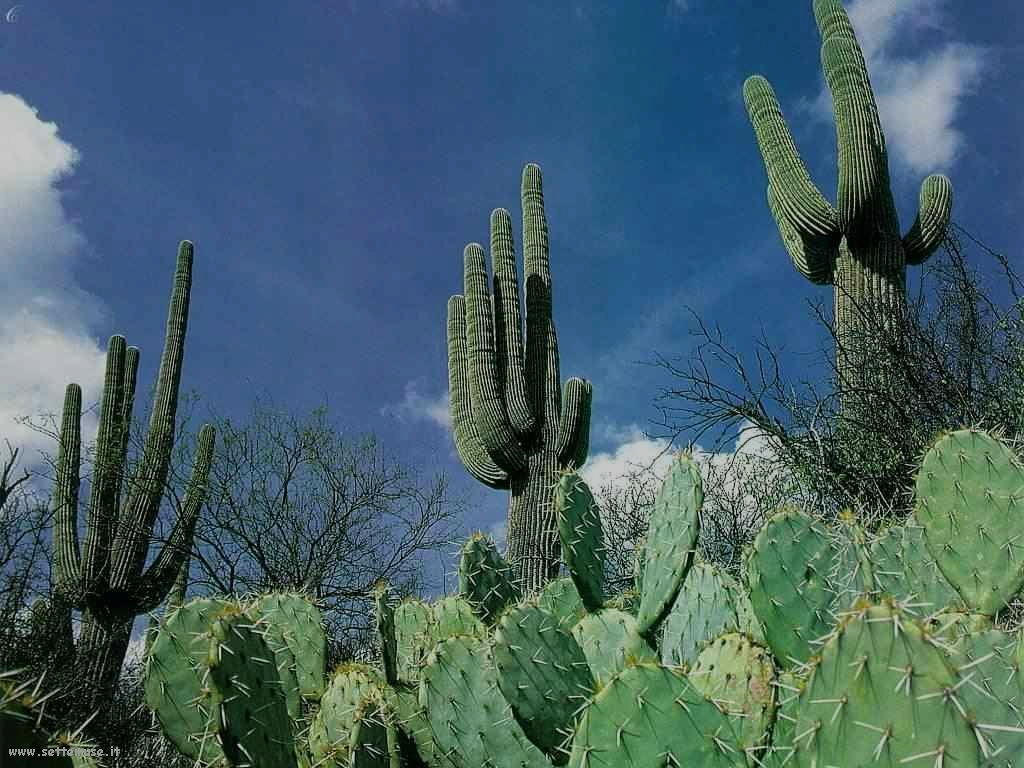 cactus 94