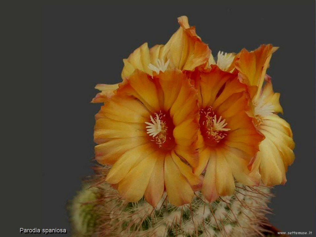 cactus 229