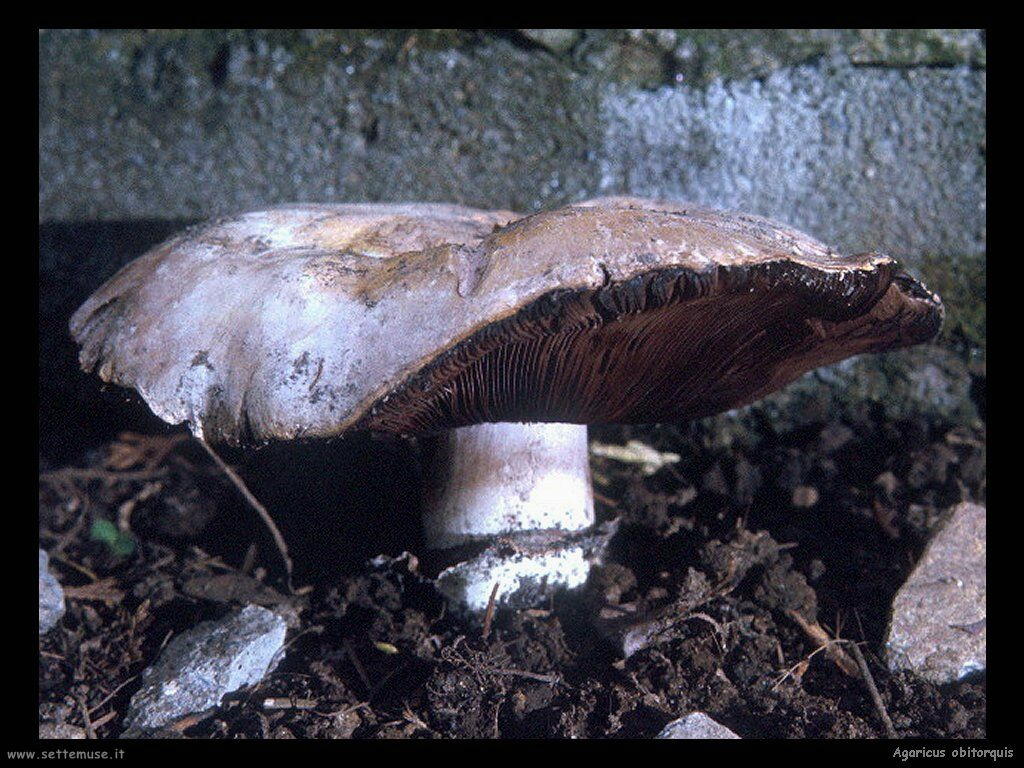funghi/Agaricus_obitorquis