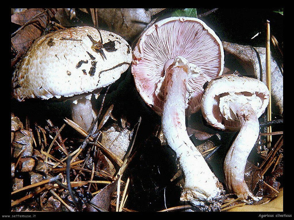 funghi/Agaricus_silvaticus