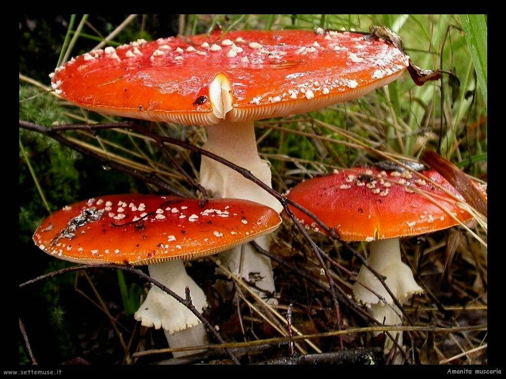 funghi/Amanita muscaria_3