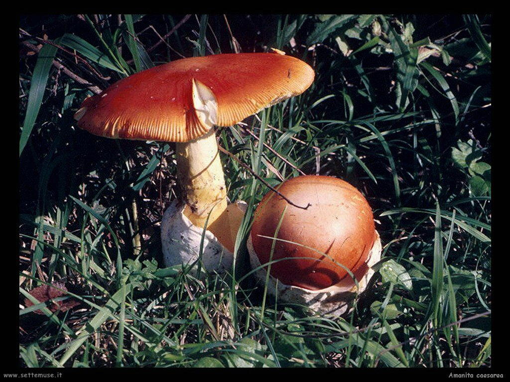 funghi/Amanita_caesarea2
