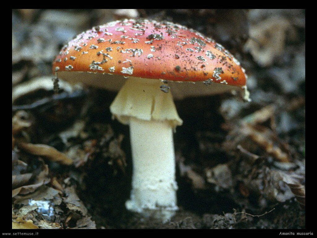 funghi/Amanita_muscaria