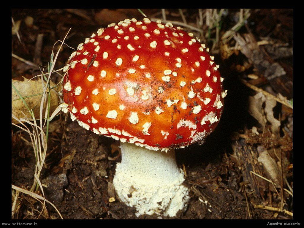 funghi/Amanita_muscaria2