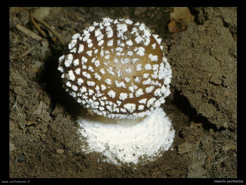 funghi/Amanita_pantherina