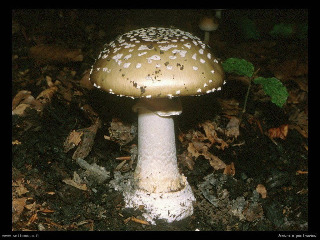 foto di funghi classificati per sfondi