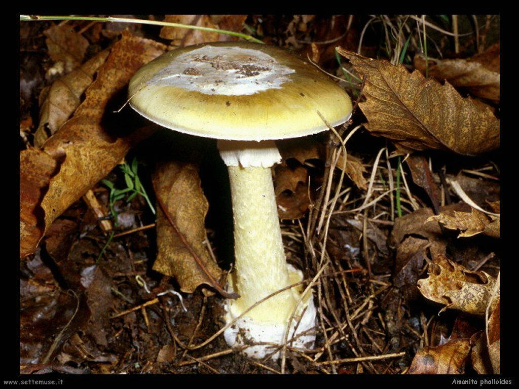 funghi/Amanita_phalloides