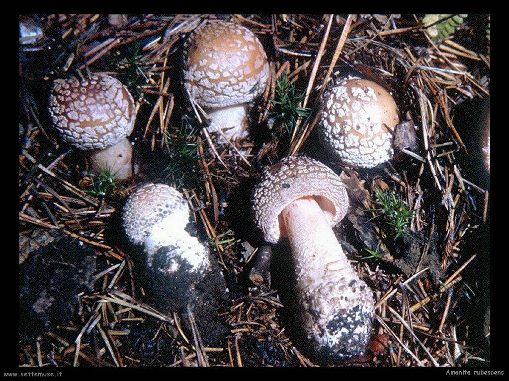 funghi/Amanita_rubescens2