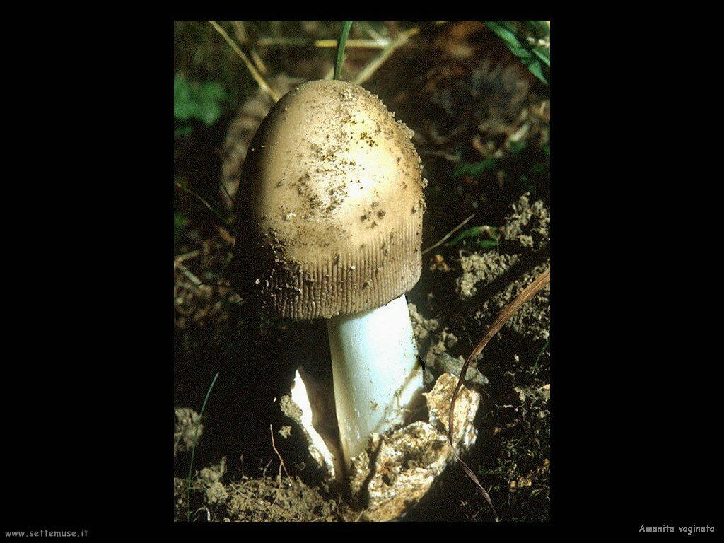 funghi/Amanita_vaginata2