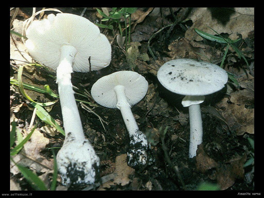 funghi/Amanita_verna