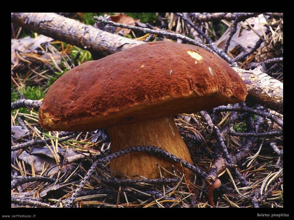 funghi/Boletus pinophilus2