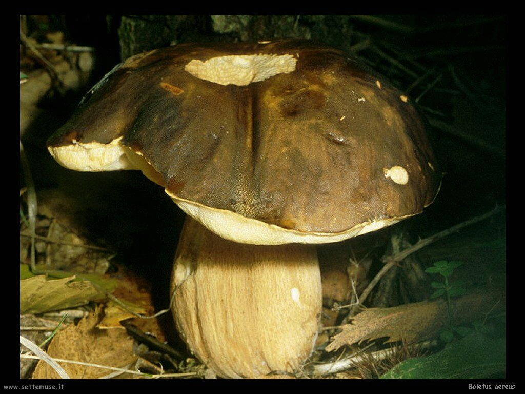 funghi/Boletus_aereus