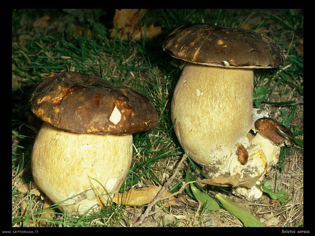 funghi/Boletus_aereus3