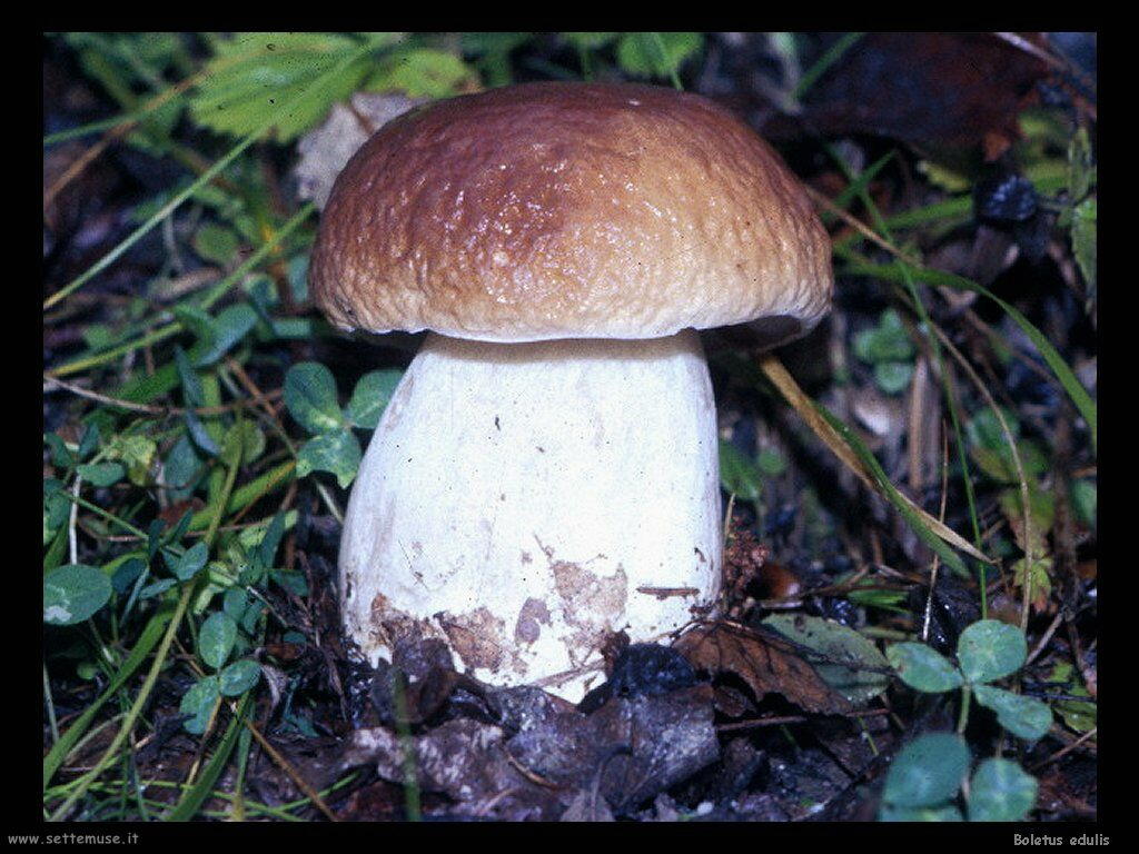 funghi/Boletus_edulis2