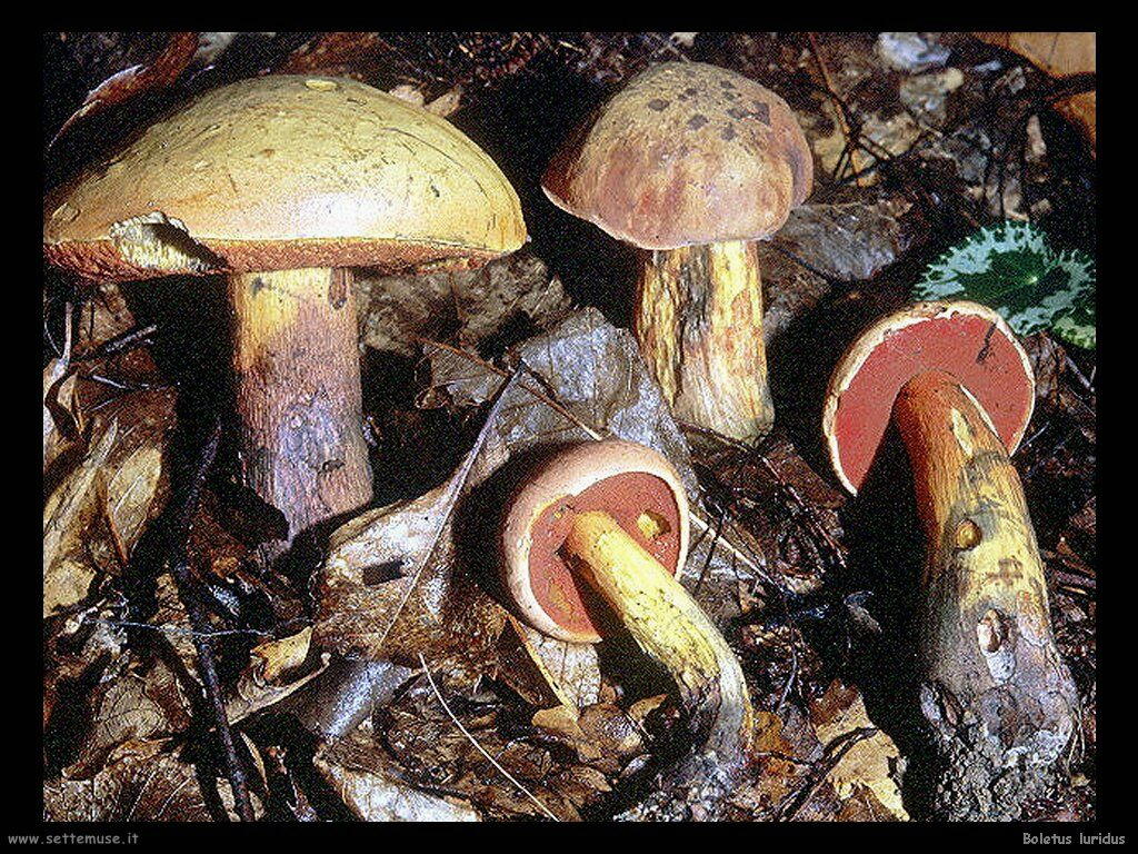 funghi/Boletus_luridus2