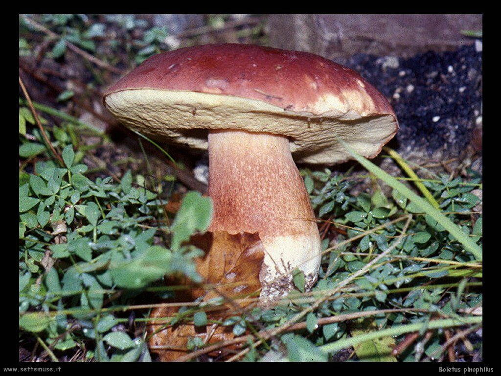 funghi/Boletus_pinophilus