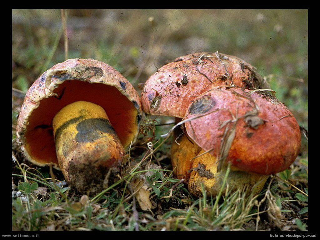 funghi/Boletus_rhodopurpureus