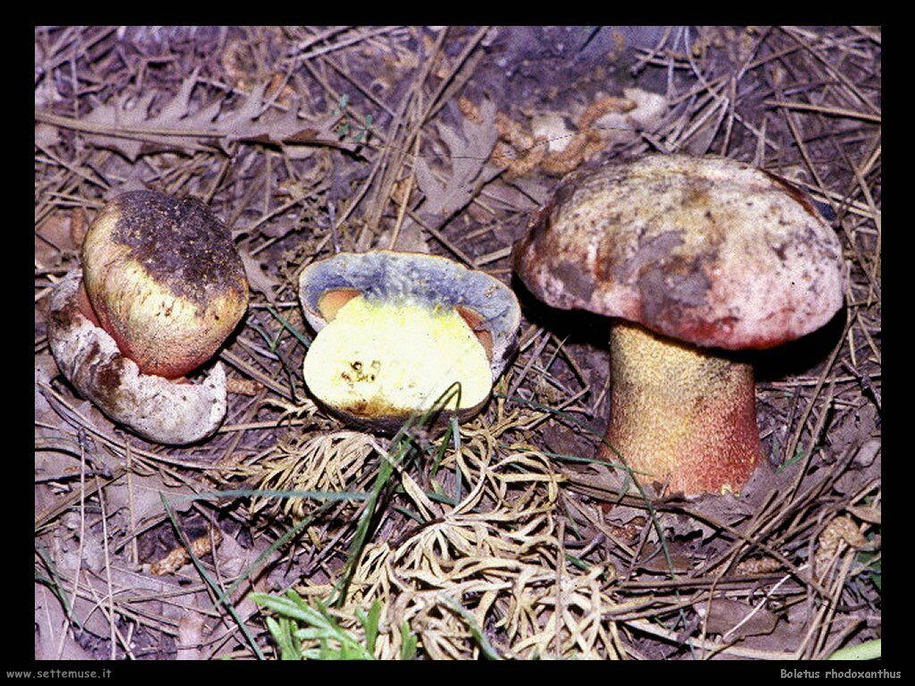 funghi/Boletus_rhodoxanthus