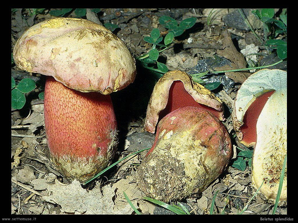 funghi/Boletus_splendidus