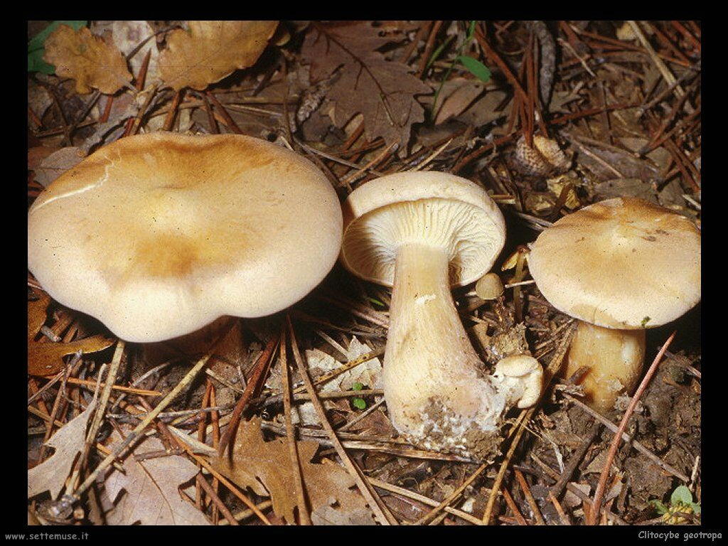 funghi/Clitocybe_geotropa